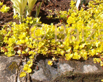 Lysimachia nummularia aurea