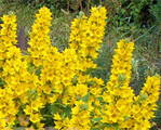 Lysimachia punctata