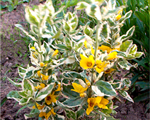 Lysimachia variegata