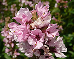 Lythrum salicaria blush