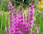 Lythrum dropmorepurple