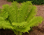 Matteucia strutthiopteris