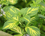 Mentha gracilis ginger