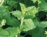Mentha species almira