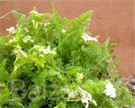 Meum athamanticum