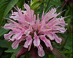 Monarda beautyofcobham