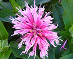Monarda balmypink