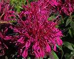 Monarda balmypurple