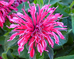 Monarda balmyrose