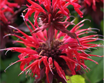 Monarda cambridgescarlet