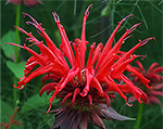 Monarda jacobcline