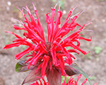 Monarda ognennajapanorama