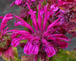 Monarda panoramaburgundy