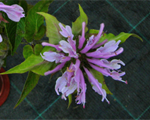 Monarda panoramalilac