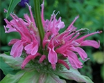 Monarda panoramamis