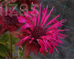Monarda panoramapurple