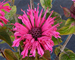 Monarda panoramarosa