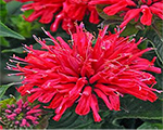 Monarda pardonmycerise