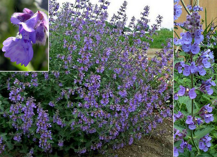 Perennials - Catmint 'Six Hills Giant' / Stādu audzētava "Baižas"