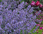 Nepeta faassenii kitkat