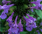 Nepeta sibirica
