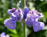 Nepeta sixhillsgiant