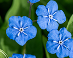 Omphalodes verna