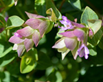 Origanum rotundifolia dinglefairy