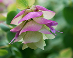 Origanum rotundifolia kent beauty