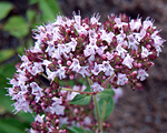 Origanum vulgare