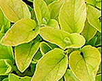 Origanum vulgare aureumgold