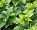 Pachysandra terminalis