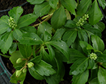 Pachysandra greencarpet