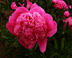 Paeonia tumsi rozaa