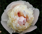 Paeonia aabelzieds