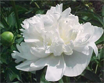 Paeonia duchesse de nemours