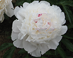 Paeonia festimamaxima