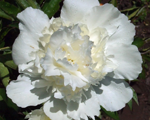 Paeonia balta puspild