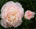 Paeonia g rozaa