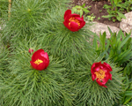 Paeonia ritata