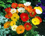 Papaver gartenzwerg