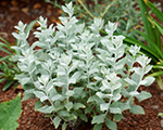 Perovskia silveryblue
