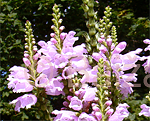 Physostegia virginiana