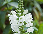 Physostegia crystalpeak