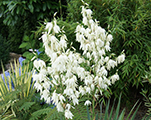 Yucca filamentosa