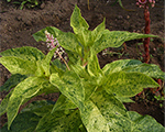 Phytolacca americana variegata