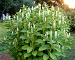 Phytolacca acinosa