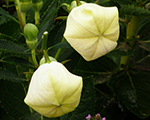 Platycodon grandiflora white