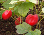 Podophyllum hexandrum