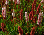 Polygonum affine